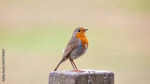 Robin