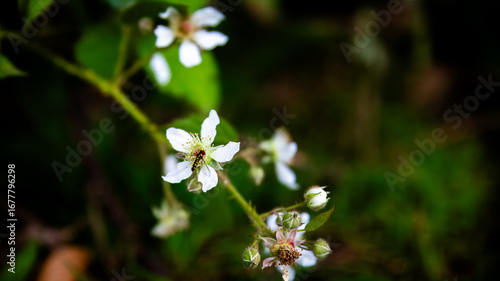 Bramble Flower