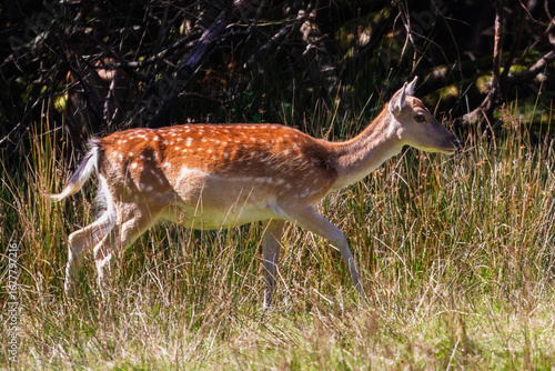 New Forest Deer