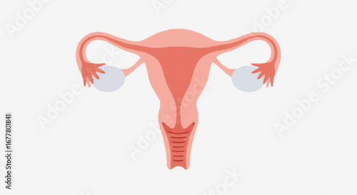 Health, medicine and nursing vector  explore human uterus anatomy diagram including fallopian tubes ovaries and cervix for medical education