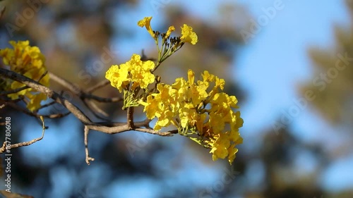 Wonderful and contrasting Brazilian yellow ipê flower Handroanthus albus, Bignoniaceae, which blooms in the months of August and September	
