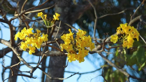 Wonderful and contrasting Brazilian yellow ipê flower Handroanthus albus, Bignoniaceae, which blooms in the months of August and September	