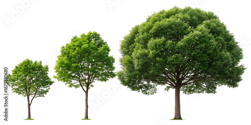 Fototapeta Naklejka Na Ścianę i Meble -  Three trees of different sizes with green leaves isolated on a white background in a horizontal line