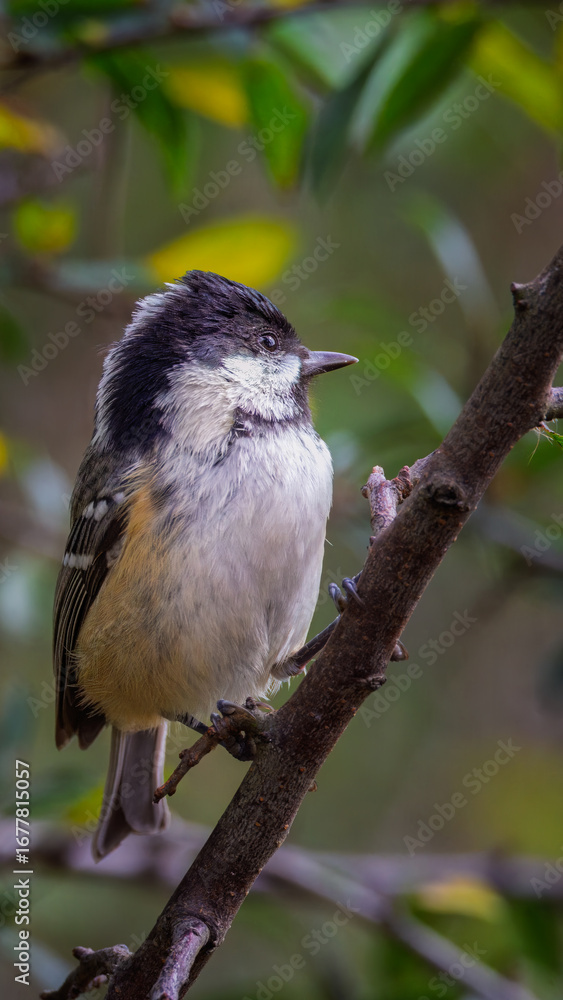 Obraz premium Coal Tits, Perched at Hauxley Nature Reserve, August 2025