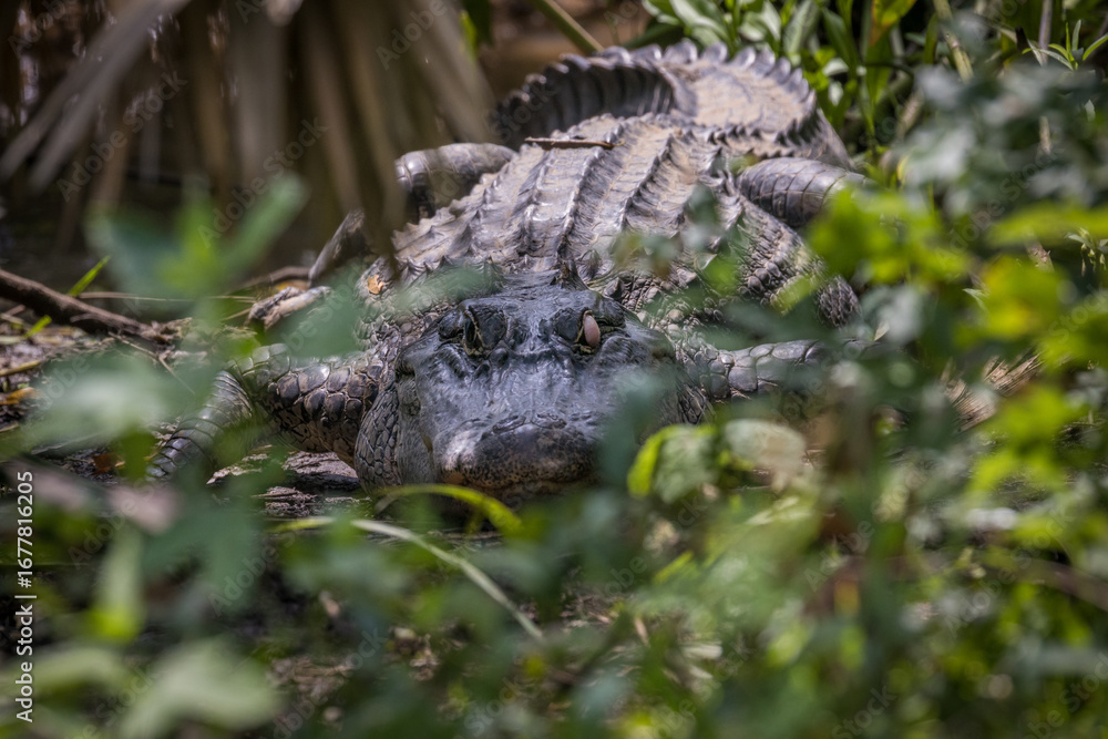 Fototapeta premium Nesting Alligator