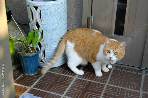 Funny and Expressive Cat with an Alert, Suspicious Gaze