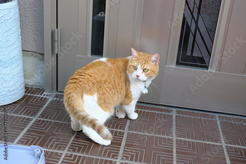 Funny and Expressive Cat with an Alert, Suspicious Gaze