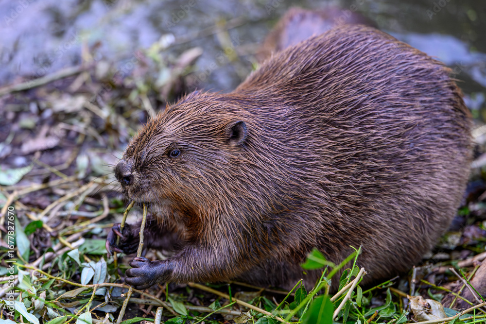 Naklejka premium Close up of wild beaver eating tree branch in natural habitat, furry rodent by riverbank, wildlife photography for nature, forest, ecology, environment and animal behavior concepts