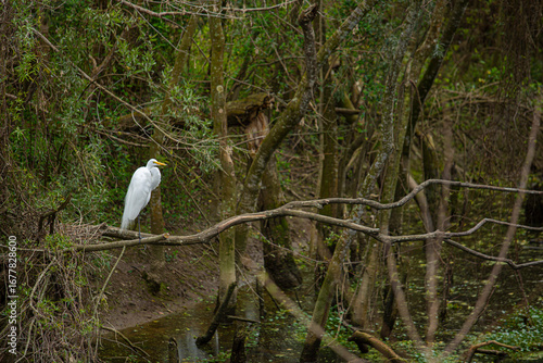 Photos garza en reposo