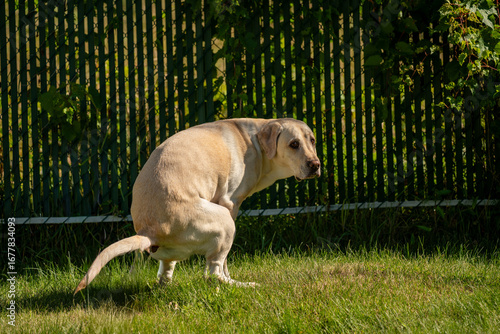 Labrador dog pooping while looking at the camera on a sunny summer day