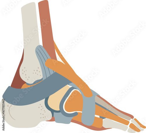 Medical Illustration of Human Ankle Joint Anatomy with Bones, Ligaments, and Tendons