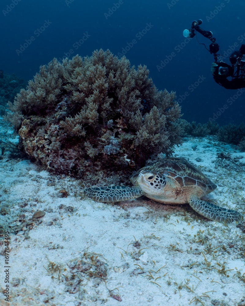 Obraz premium Green sea turtle grazes on coral reef in a tropical underwater scene.