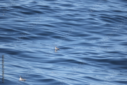 The red-necked phalarope (Phalaropus lobatus), also known as the northern phalarope and hyperborean phalarope,is a small wader.This photo was taken in Hokkaido, Japan.