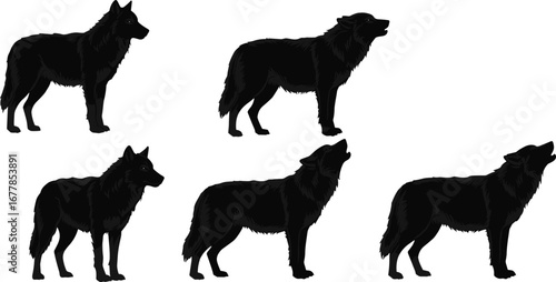 Black wolf silhouettes in various standing and howling poses, wild animal vector illustration for wildlife, nature, predator, and forest themes