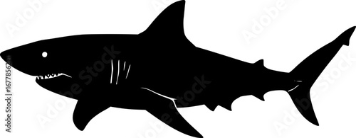 Vector illustration of a shark

