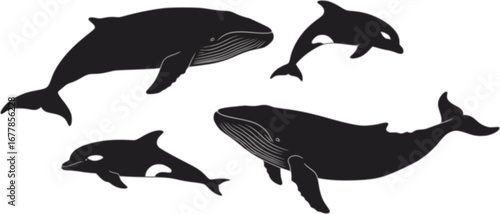 Vector illustration of a whales . dolphin silhouette isolated on white
