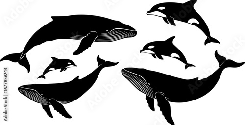 Vector illustration of a whales . dolphin silhouette isolated on white
