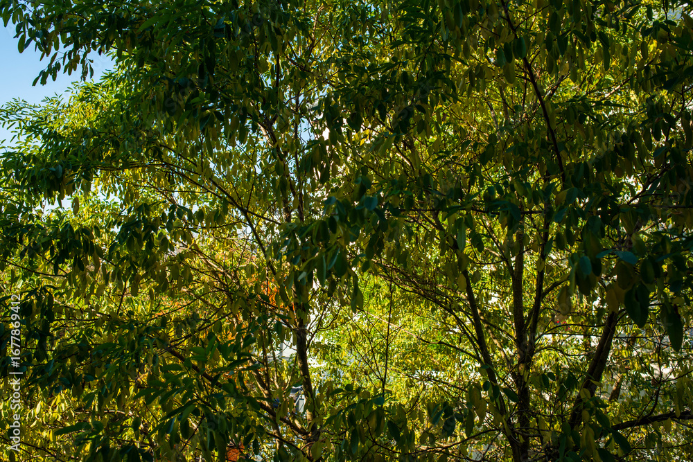 Fototapeta premium Backlit Green Foliage Forming a Sunlit Tree Canopy