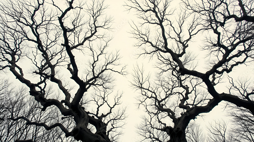 Fototapeta premium Dark, skeletal tree branches stretch towards the top of the frame, their tangled limbs starkly contrasting with the serene, creamy white background.