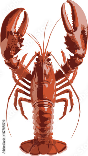 crayfish on white