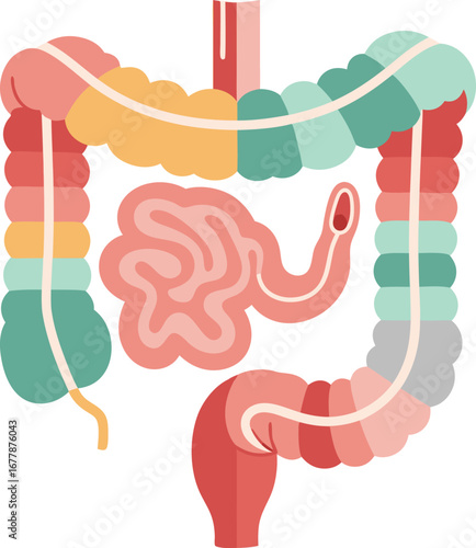 Illustration of Appendix Anatomy in Human Digestive System