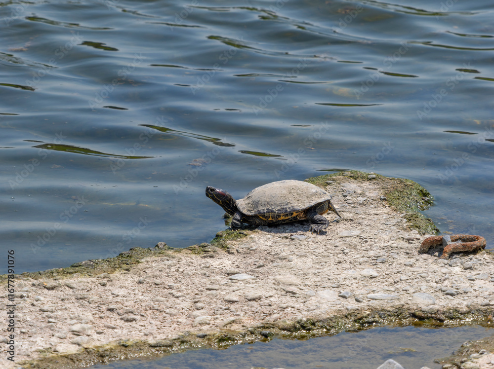 Fototapeta premium 甲羅干しをする猪名川のアカミミガメ