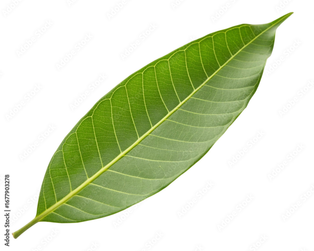 Obraz premium mango leaf isolated on white