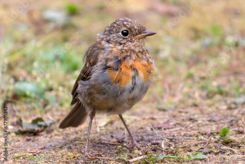 A young robin bird stands on the ground in the garden.