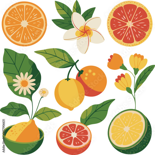 set of citrus fruits