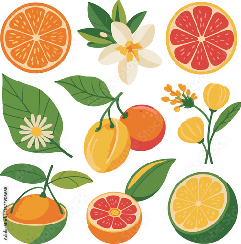 set of citrus fruits
