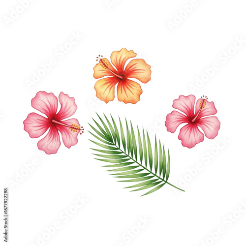 frangipani flower on white background