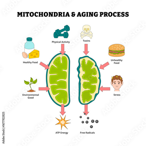 Mitochondria and aging process diagram for medical poster, Healthy Mitochondrion produces ATP energy, cell organelles with Mitochondrial Dysfunction produce of Free radicals. Vector illustration.