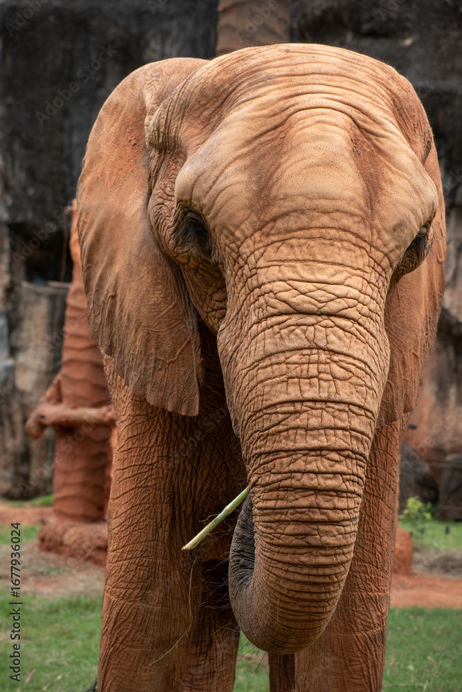 Fototapeta premium Big African Elephant