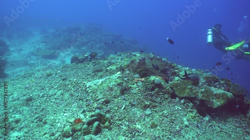 Wallpaper Mural Underwater fish garden reef. Reef coral scene. Coral garden seascape. Sipadan, Malaysia. Torontodigital.ca