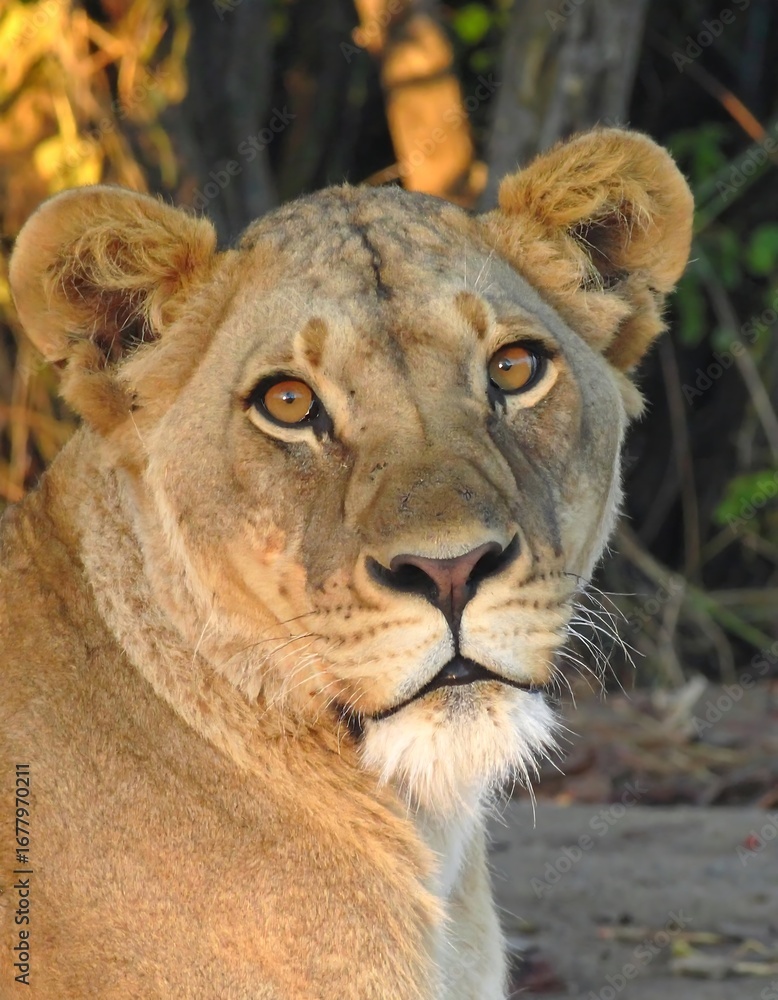 Obraz premium Close-up of a lioness