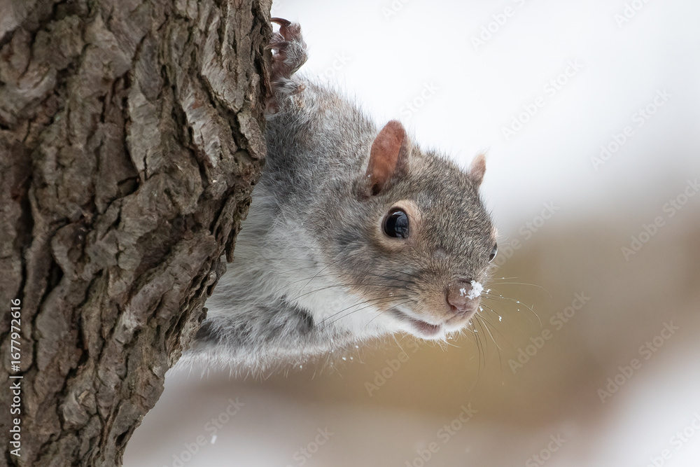 Obraz premium Eastern Gray Squirrel Sciurus carolinensis peeking from tree in winter, wildlife photography