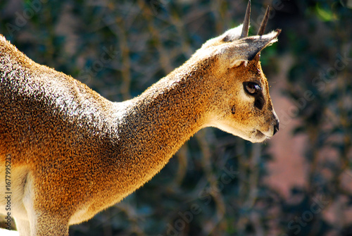 A Klipspringer looks over the landscape