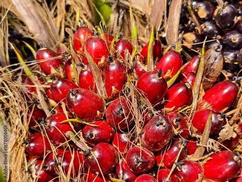 ripe oil palm fruit exposed to sunlight
