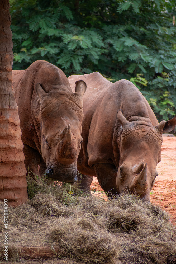 Fototapeta premium White rhinoceros