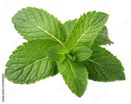 fresh mint leaves isolated, cut-out 
