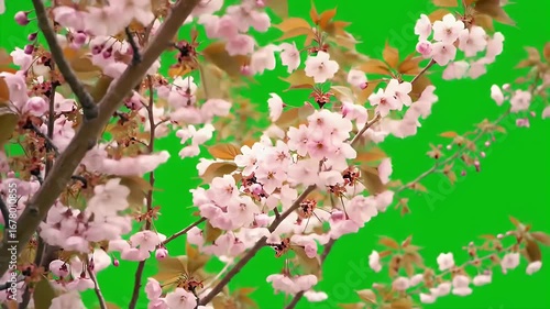 pink and white flowers, Generate AI