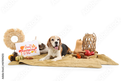 Cute Beagle dog lying on bl...