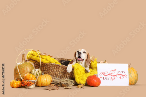 Cute Beagle dog lying in wi...