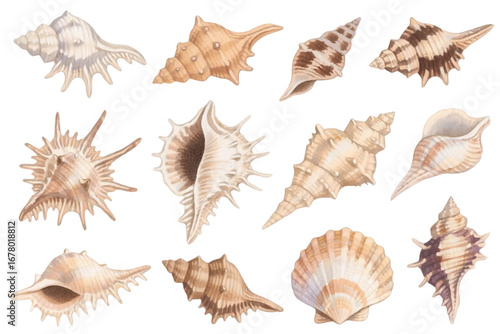 Hand-drawn watercolor seashell collection, detailed textures on white background