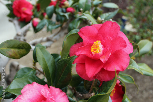 Wallpaper Mural 椿 Torontodigital.ca