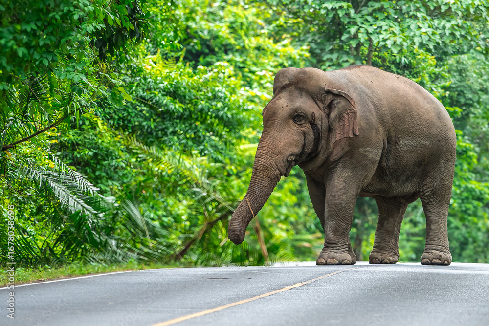 Obraz premium Its body is gray, its snout is called the trunk. The trunk of the Asian elephant has only one beak. Nakhon Ratchasima, Thailand.