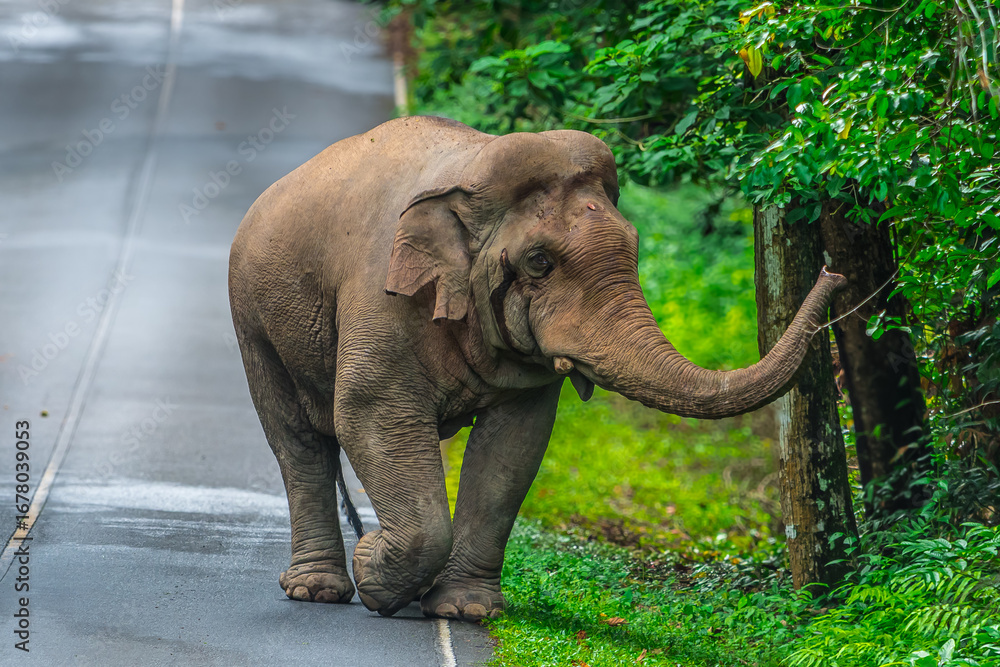 Fototapeta premium Its body is gray, its snout is called the trunk. The trunk of the Asian elephant has only one beak. Nakhon Ratchasima, Thailand.