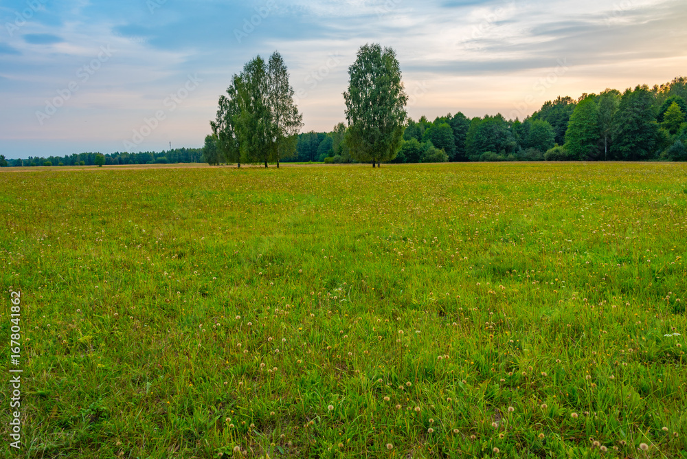 Obraz premium Meadow at Bialowieza national park in Poland