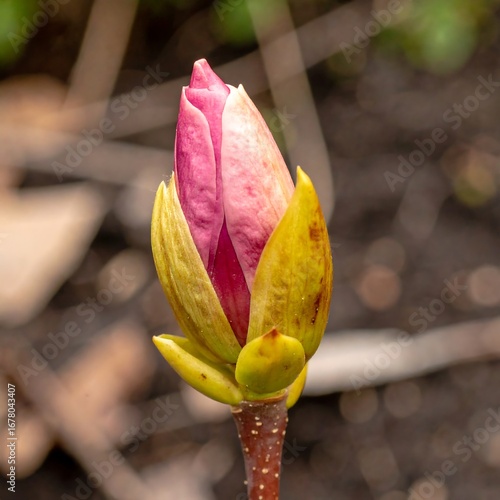 Close-up of a pink magnolia bud