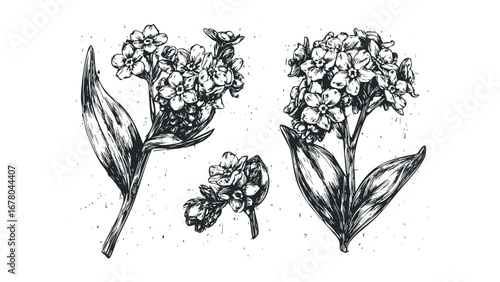 Woodcut Style Forget-Me-Not Flower Sprigs with Scattered Spots. Vector hand drawn illustration